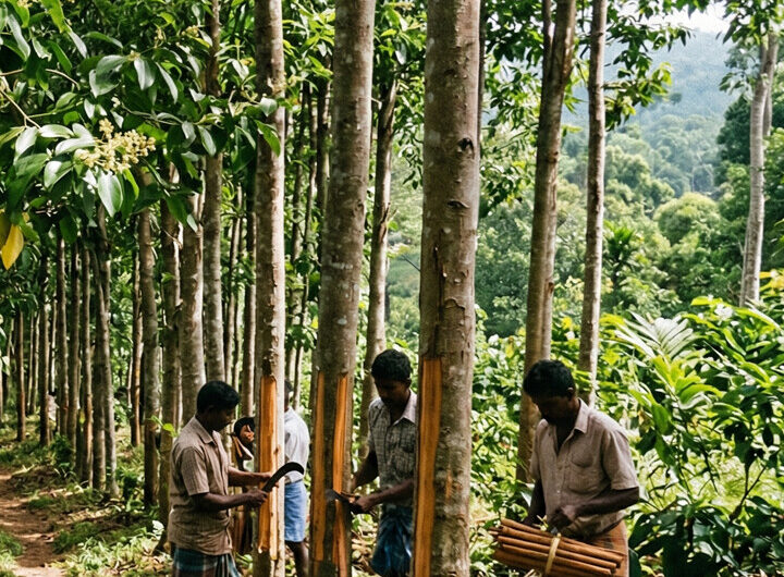French Buttercream Macarons
