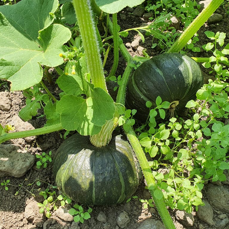 제주 밤호박 보우짱